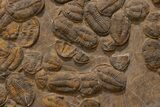 Mortality Plate Of Large Asaphid Trilobites - Museum Display #322786-7